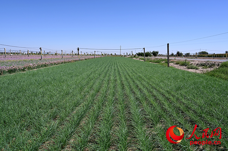 安博体育网站:西北“玉如意”“攒劲”!(图3)