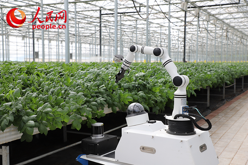 安博体育网站:西北“玉如意”“攒劲”!(图6)