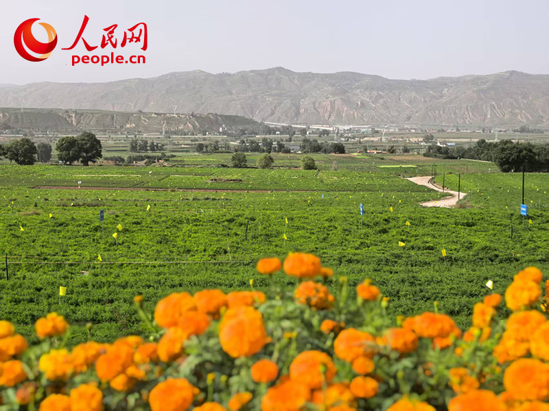 安博体育网站:西北“玉如意”“攒劲”!(图5)
