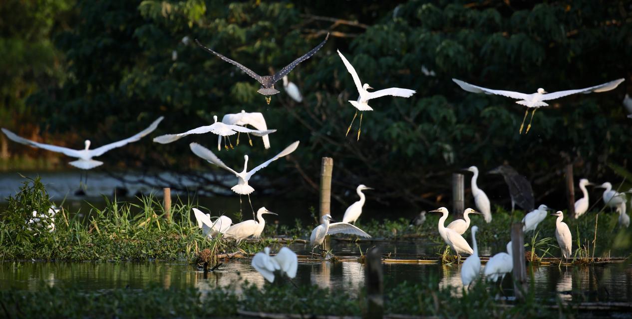 安博体育：常熟沙家浜镇：红绿交融绘就“新”时代(图4)
