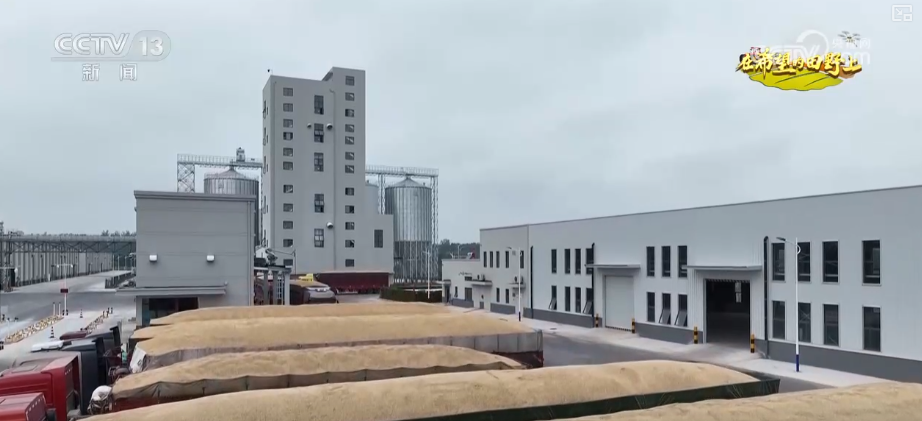 “沃野粮仓”科技大显身手金秋多彩“丰”景有“智”又有“质”(图2)