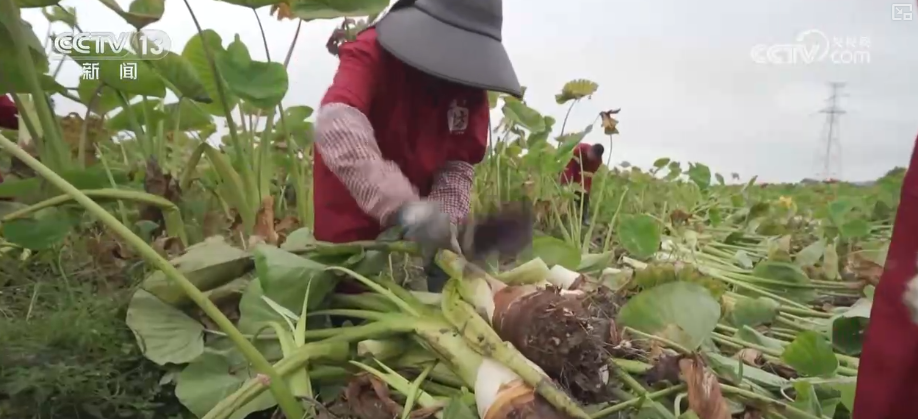 “沃野粮仓”科技大显身手金秋多彩“丰”景有“智”又有“质”(图6)