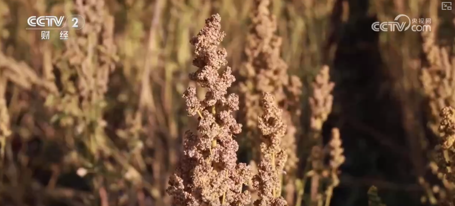 “沃野粮仓”科技大显身手金秋多彩“丰”景有“智”又有“质”(图11)