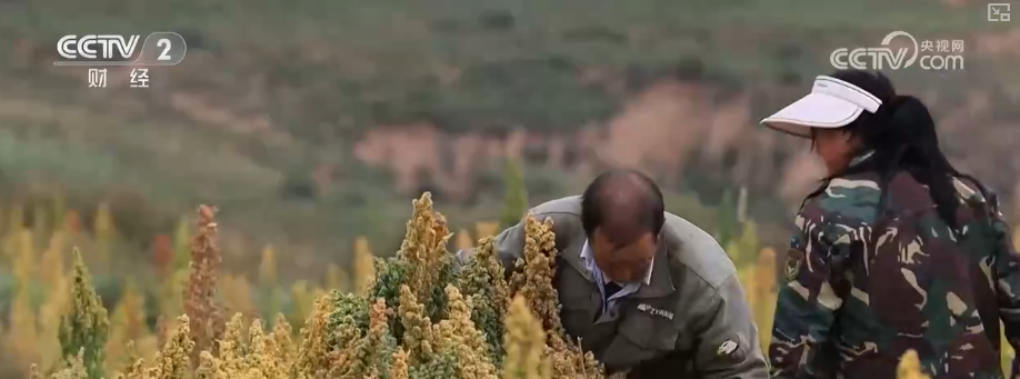 “沃野粮仓”科技大显身手金秋多彩“丰”景有“智”又有“质”(图12)