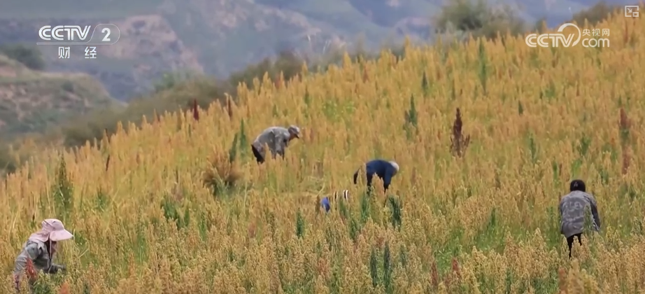 “沃野粮仓”科技大显身手金秋多彩“丰”景有“智”又有“质”(图15)