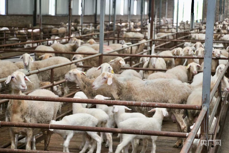 产业振兴·园区先行丨榆林市榆阳区科技赋能绘就“羊经济”新图景(图1)