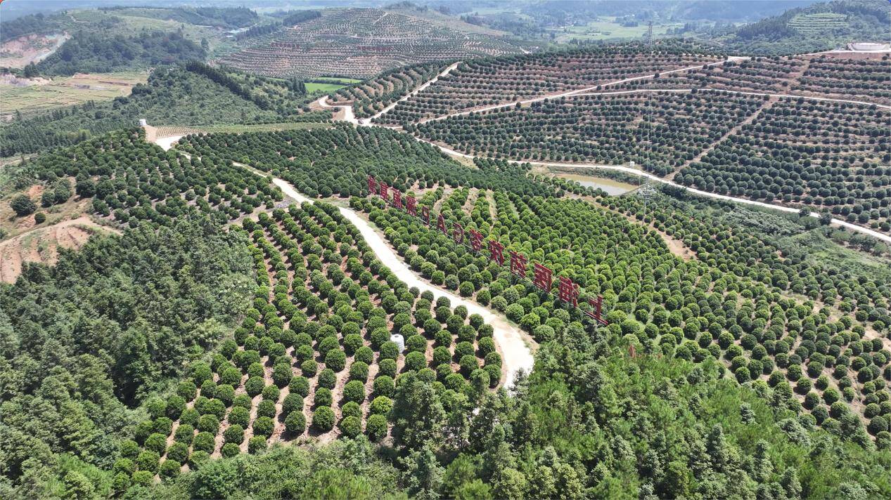 靖州：以“苓”为媒兴产业千年珍馐启新程(图2)