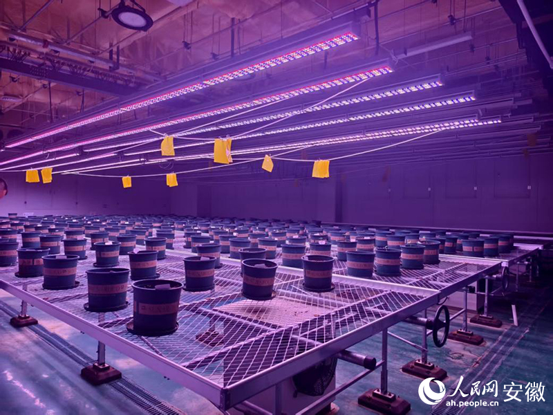 5年这样打开宿州②｜“慧”种田科技开良方(图1)