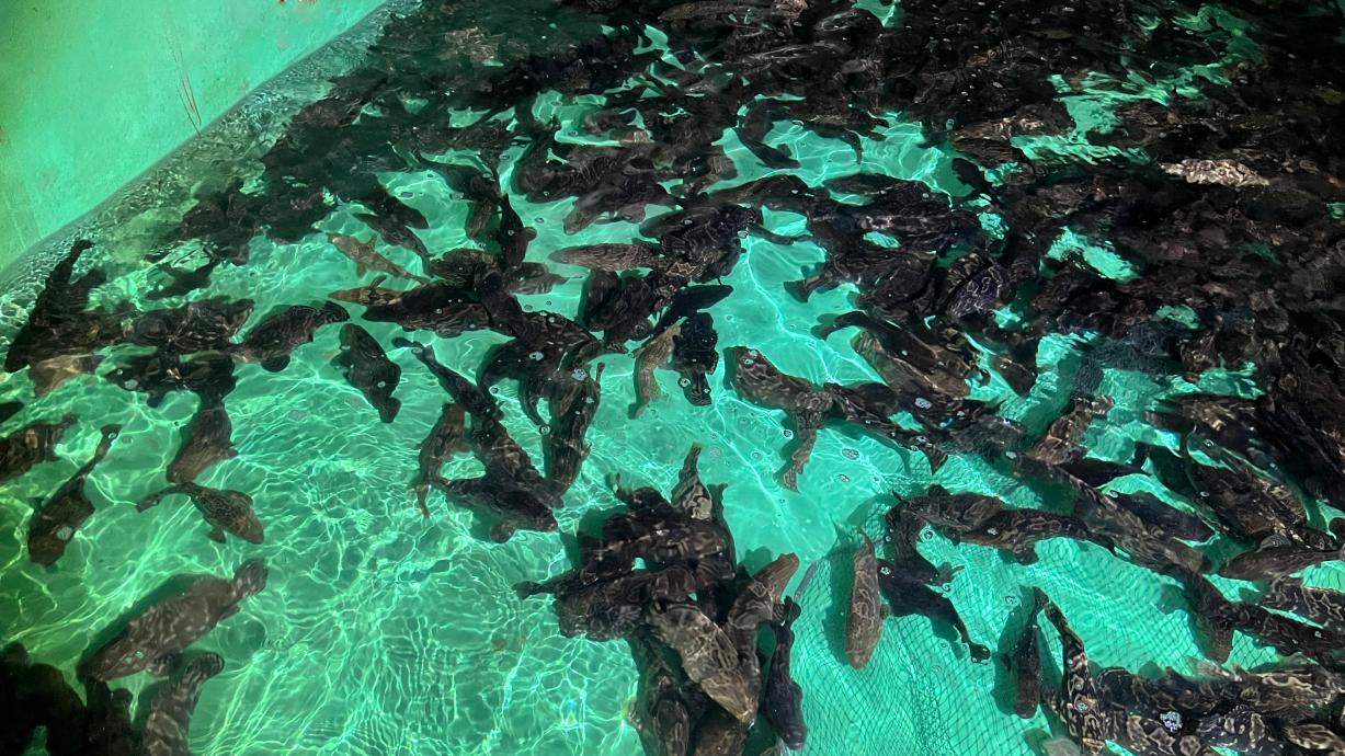 5年这样打开宿州②｜“慧”种田科技开良方(图4)