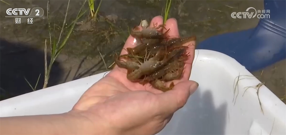 沃野金黄、瓜果飘香、渔获满仓铺展喜人“丰”景“科技+”让农业向“智”而行(图6)