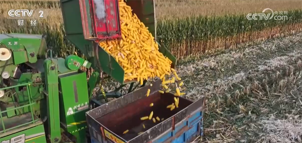 沃野金黄、瓜果飘香、渔获满仓铺展喜人“丰”景“科技+”让农业向“智”而行(图3)