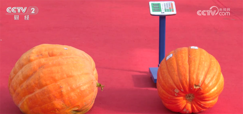 沃野金黄、瓜果飘香、渔获满仓铺展喜人“丰”景“科技+”让农业向“智”而行(图5)