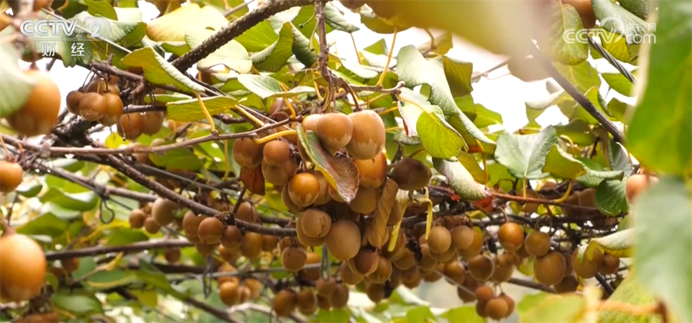 沃野金黄、瓜果飘香、渔获满仓铺展喜人“丰”景“科技+”让农业向“智”而行(图16)