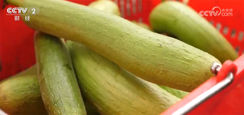 沃野金黄、瓜果飘香、渔获满仓铺展喜人“丰”景“科技+”让农业向“智”而行(图15)