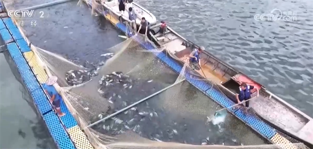 沃野金黄、瓜果飘香、渔获满仓铺展喜人“丰”景“科技+”让农业向“智”而行(图18)