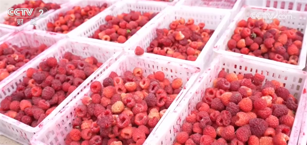 沃野金黄、瓜果飘香、渔获满仓铺展喜人“丰”景“科技+”让农业向“智”而行(图17)