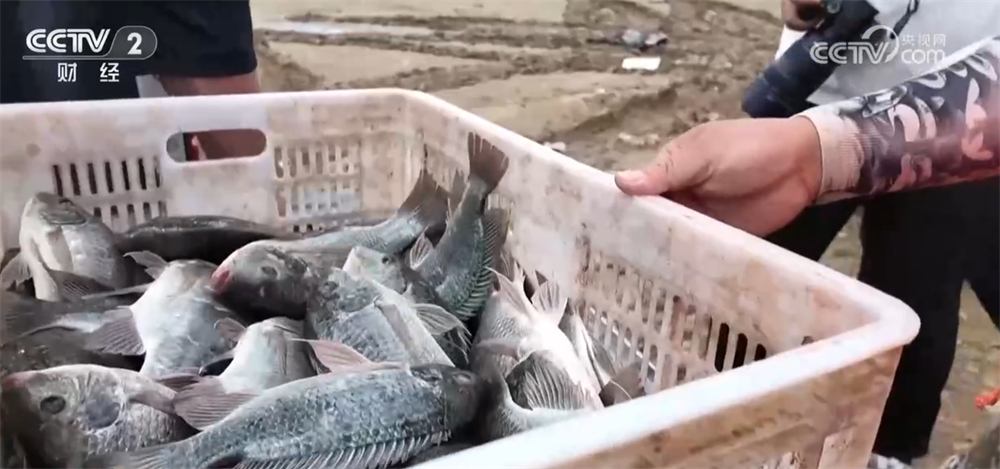 沃野金黄、瓜果飘香、渔获满仓铺展喜人“丰”景“科技+”让农业向“智”而行(图19)