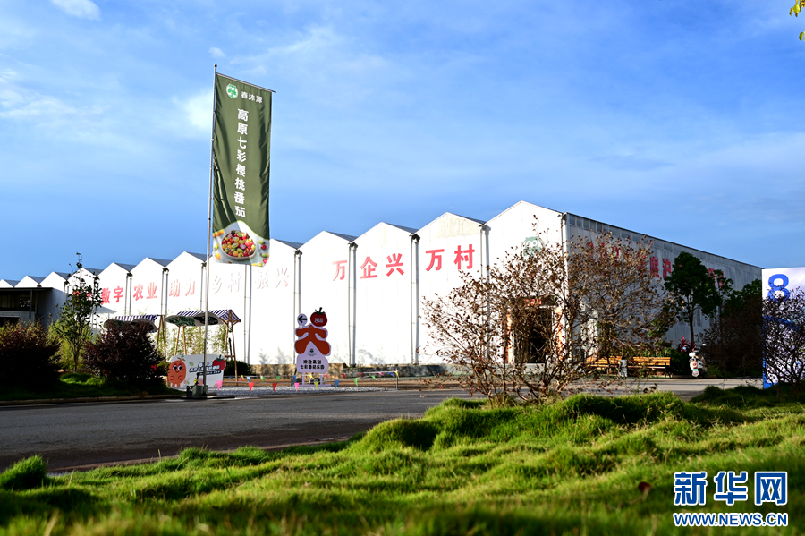 云南弥渡:科技赋能农业种植破局出圈_新华网(图1)