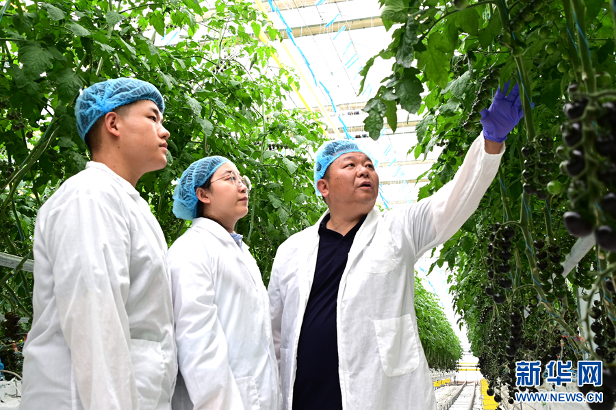 云南弥渡:科技赋能农业种植破局出圈_新华网(图3)