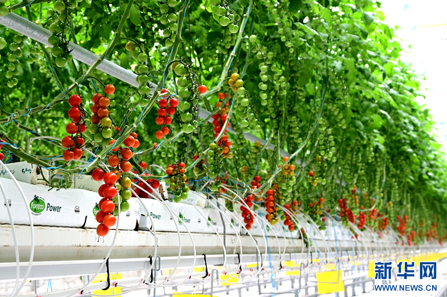 云南弥渡:科技赋能农业种植破局出圈_新华网(图2)