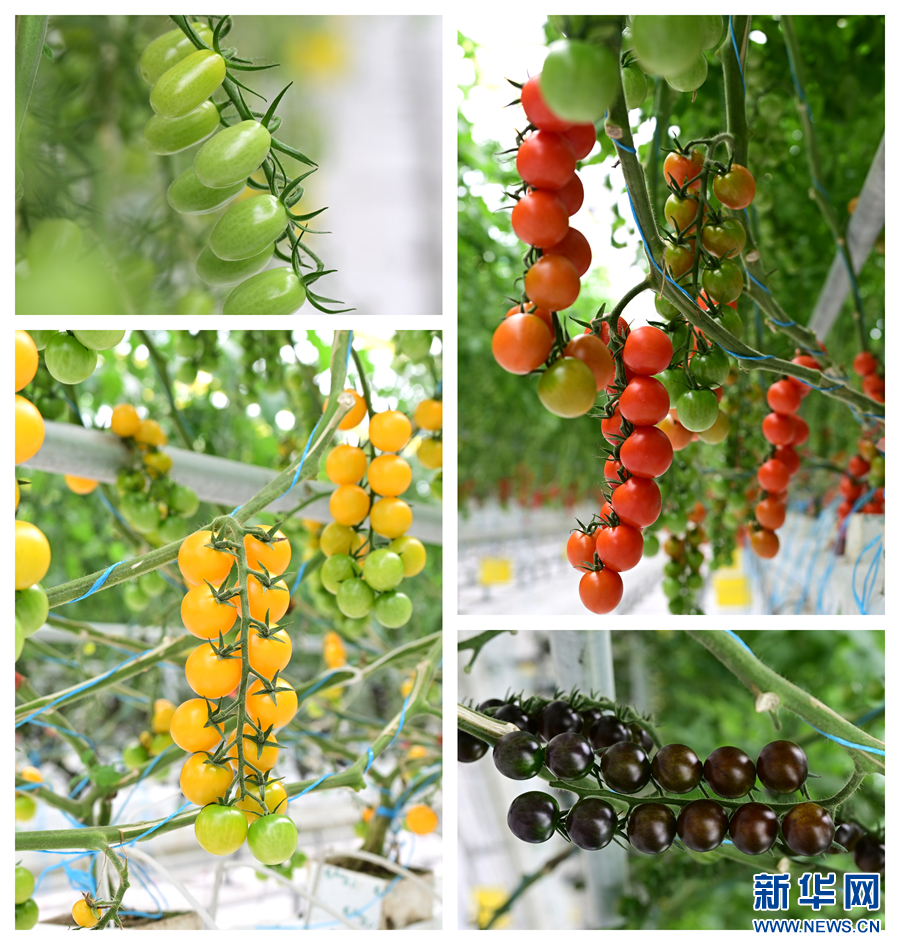 云南弥渡:科技赋能农业种植破局出圈_新华网(图4)