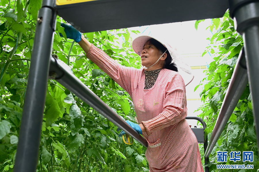 云南弥渡:科技赋能农业种植破局出圈_新华网(图5)