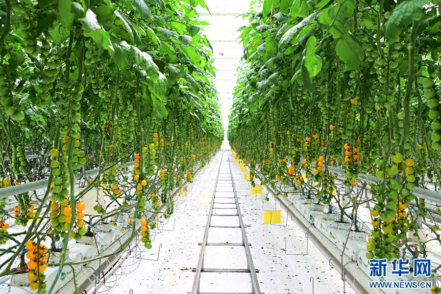 云南弥渡:科技赋能农业种植破局出圈_新华网(图6)