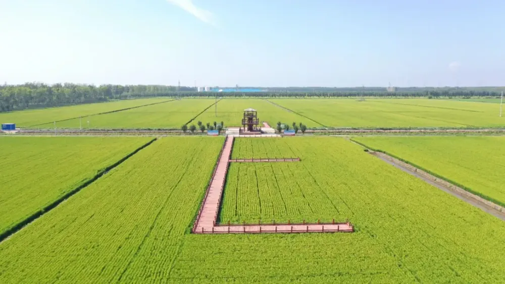 “农”墨重彩促振兴津沽大地绘新卷(图3)