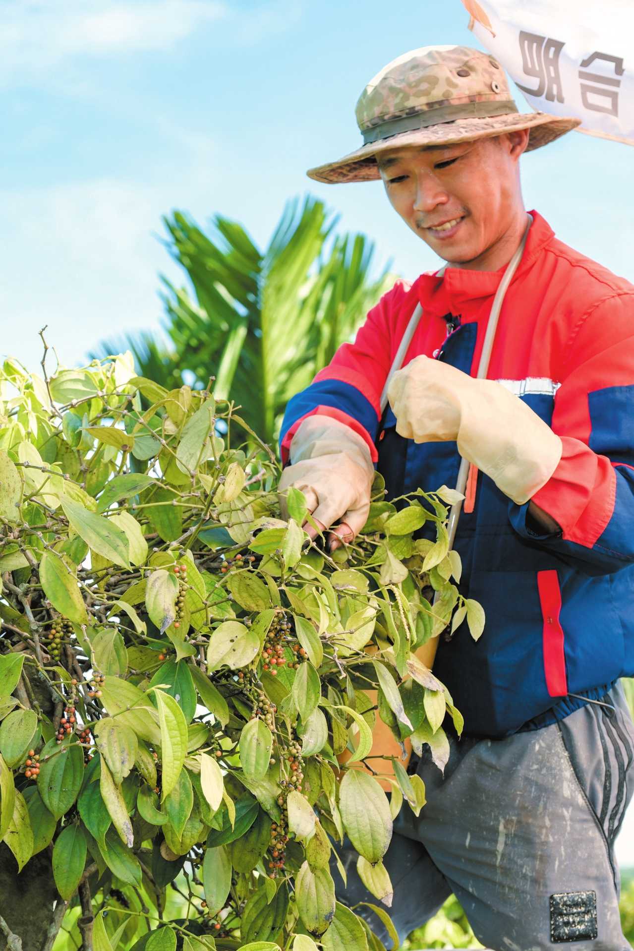 安博体育网站：■政府主导■科技支撑■品牌赋能海口订单农业架起特色农产品“出岛桥(图4)