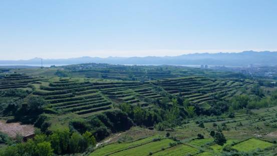 “移”起向新数智兴农数字扎根千年药谷中国移动激活洛阳丹参产业“新引擎”(图6)