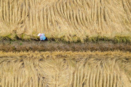 镜观中国｜良田舒卷！夯牢中国饭碗新底气(图2)