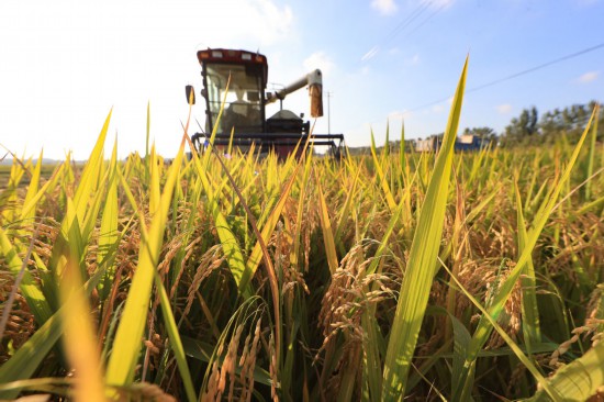 镜观中国｜良田舒卷！夯牢中国饭碗新底气(图9)
