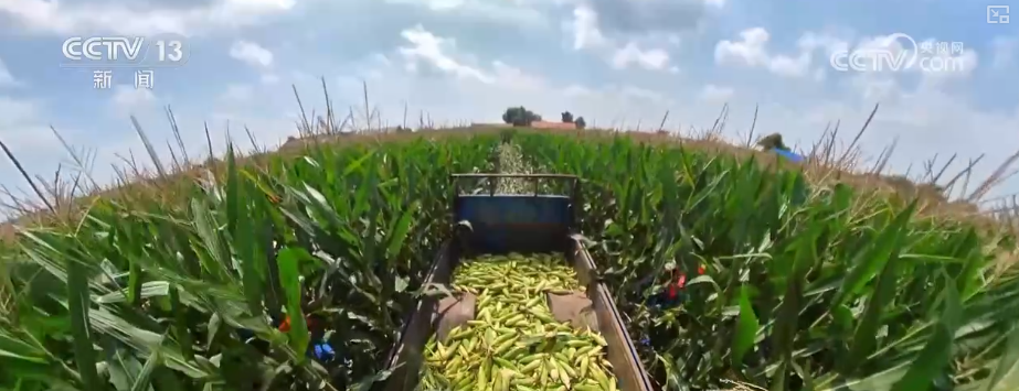 吃、赏、玩同频共振占据“C位”农业新吃法、新玩法助力产业走出“微笑曲线”(图9)