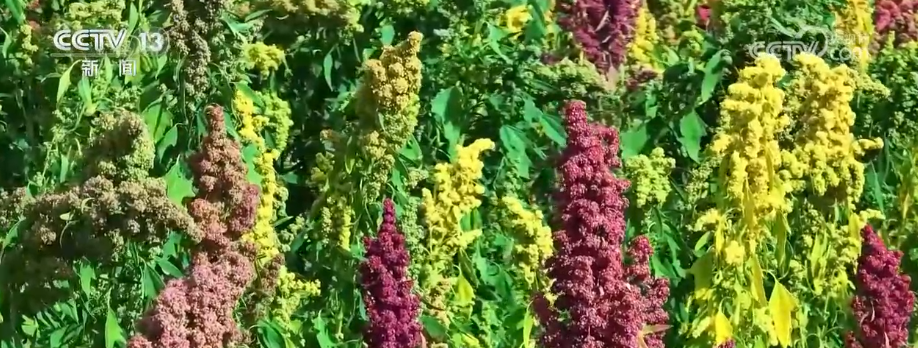 吃、赏、玩同频共振占据“C位”农业新吃法、新玩法助力产业走出“微笑曲线”(图6)