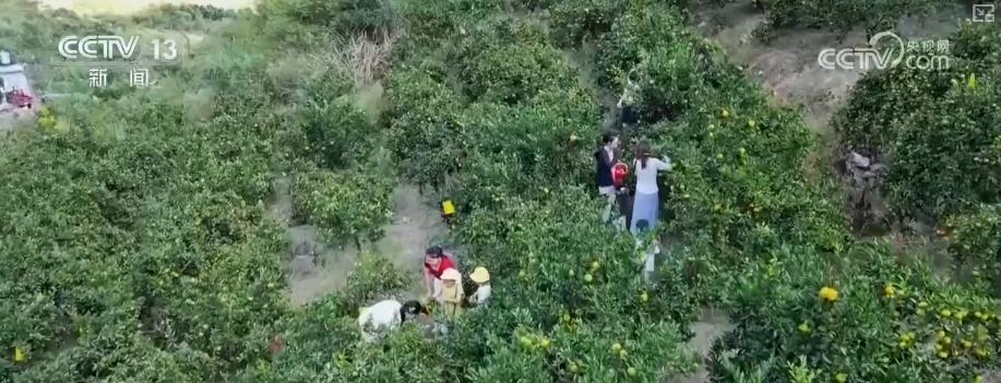 吃、赏、玩同频共振占据“C位”农业新吃法、新玩法助力产业走出“微笑曲线”(图19)