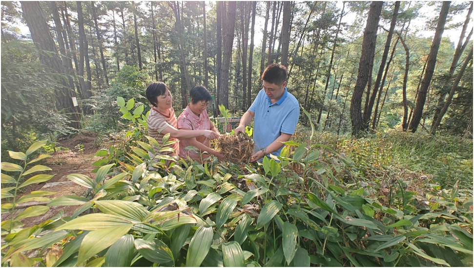 安博体育：山水有灵林下生金广西桂林的绿色富民生态实践(图2)