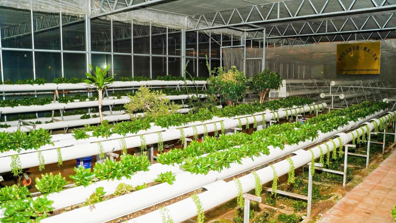 山海间的“丰”味答卷：青岛农品以创新实践联通城乡促共富(图3)