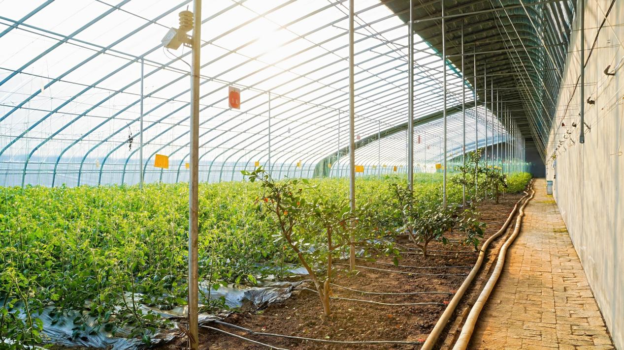 山海间的“丰”味答卷：青岛农品以创新实践联通城乡促共富(图10)