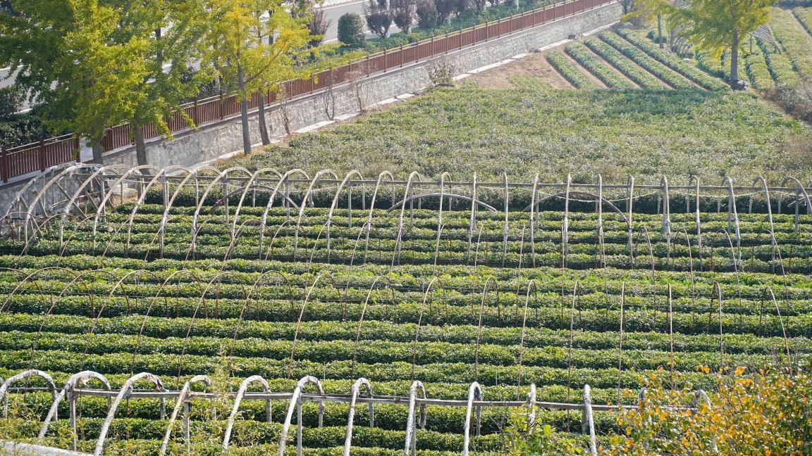 山海间的“丰”味答卷：青岛农品以创新实践联通城乡促共富(图9)