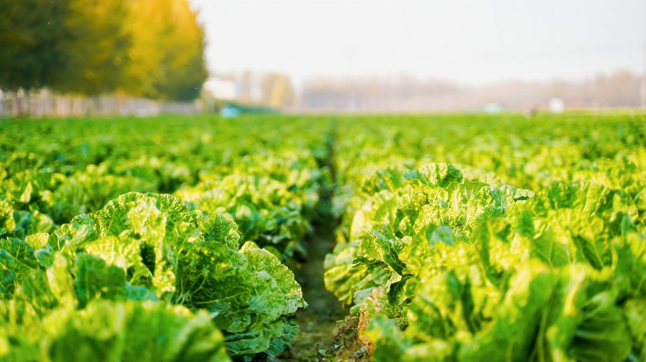 山海间的“丰”味答卷：青岛农品以创新实践联通城乡促共富(图11)