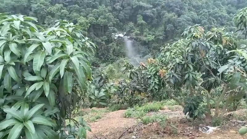 智赋沃野AI助业兴！右江区智慧农业多点开花启新程(图4)