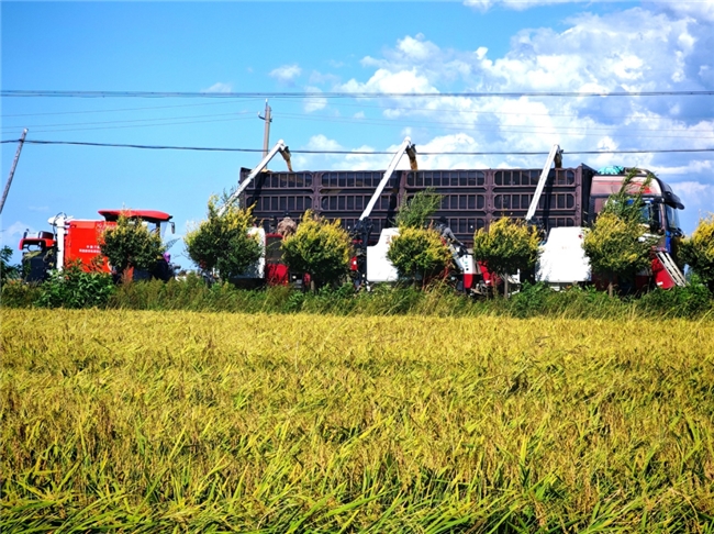 中国三星助力乡村振兴有“质”更有“智”(图3)