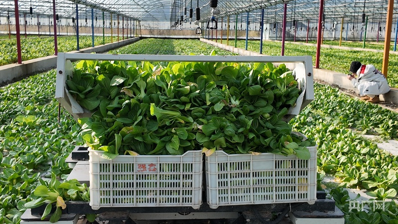 喜看家乡新变化陕西留坝：绘就乡村振兴新图景(图5)