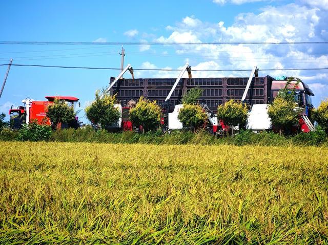 安博体育网站：科技赋能人才筑基：中国三星以“质”与“智”绘就乡村振兴新图景(图2)