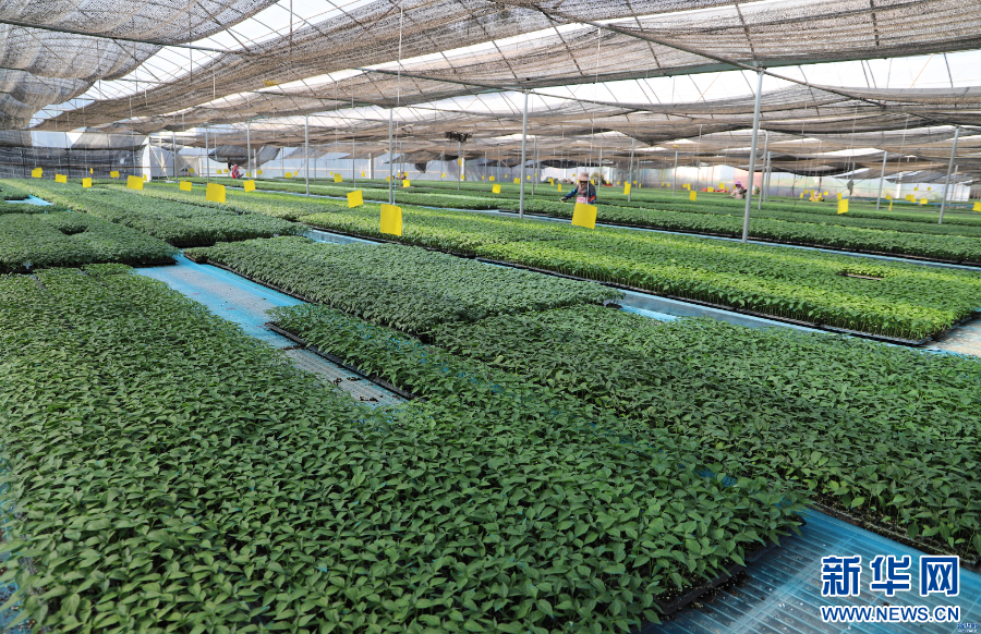 聚焦高质量发展｜科技创新！云南从“追光者”到“领航者”_新华网(图3)