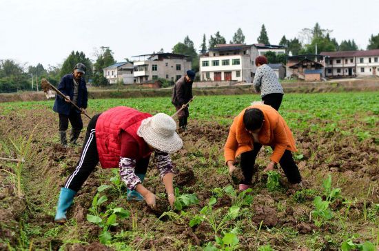 安博体育平台:四川营山:干群携手绘就乡村振兴新图景(图2)