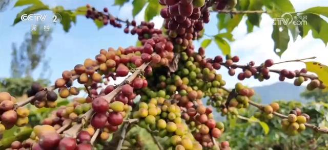 安博体育:云咖产业“出圈”冲进文旅赛道“咖啡+”融合带动乡村体验“焕新”(图2)