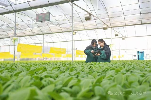 “十四五”安居答卷丨深耕沃野绘新卷振兴乡村谱华章(图2)