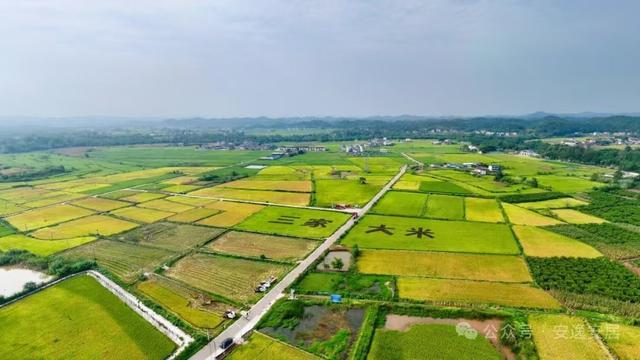 “十四五”安居答卷丨深耕沃野绘新卷振兴乡村谱华章(图6)