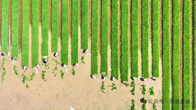 “十四五”安居答卷丨深耕沃野绘新卷振兴乡村谱华章(图1)